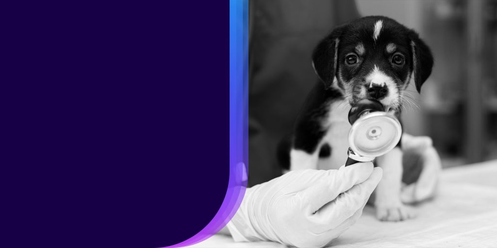 Nikki Veterinary Nikki Veterinary nikki-veterinary-nikki-veterinary